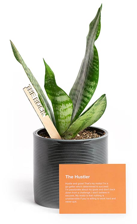 Indoor Potted Plant - Fundraising