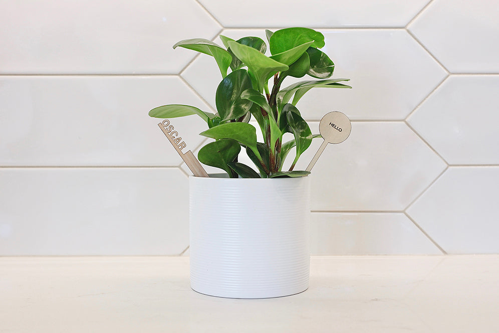 How to Order a Plantsie Online