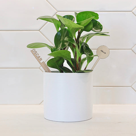 How to Order a Plantsie Online