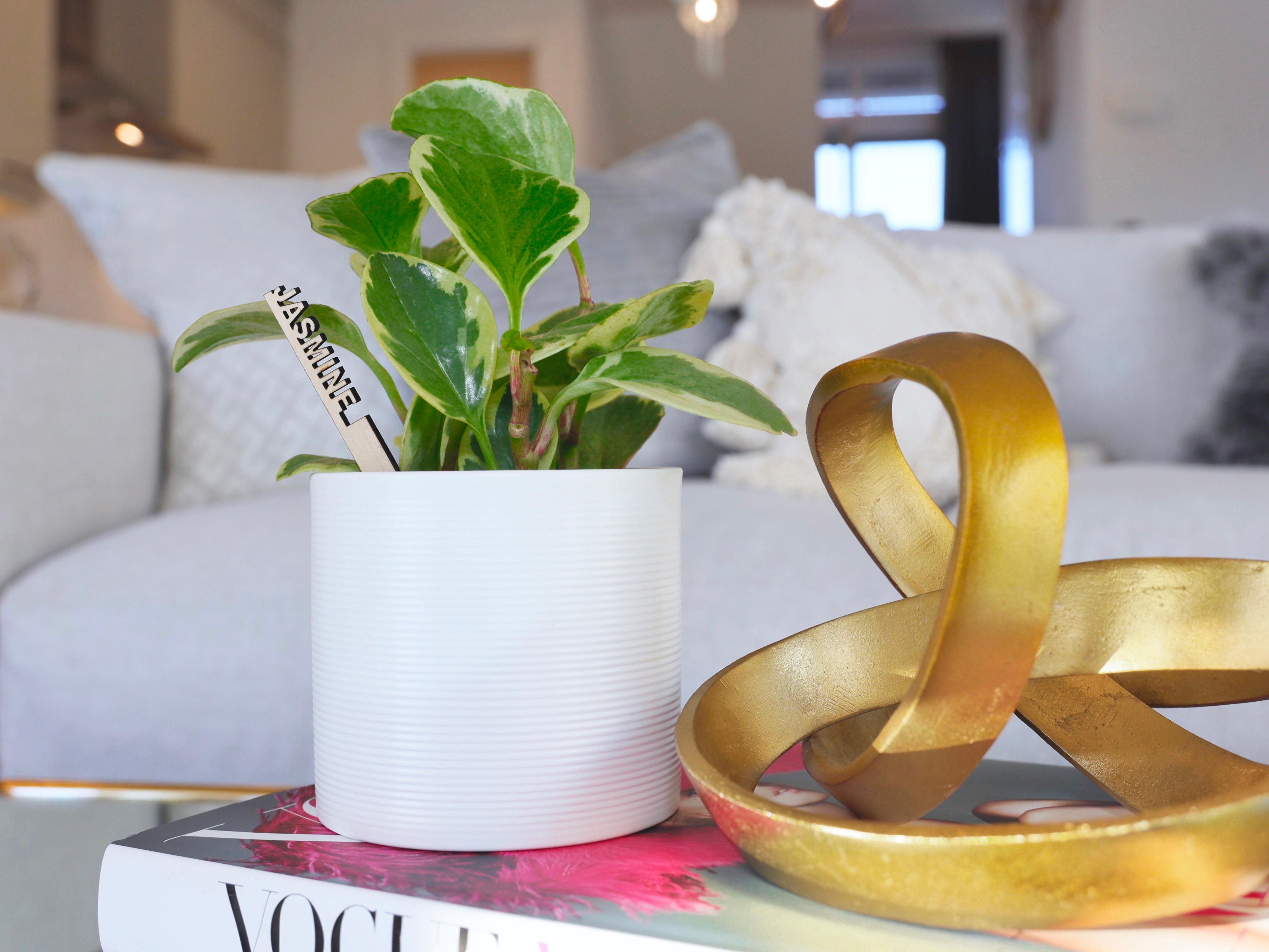 8 Ways Plants Make Your Life Better