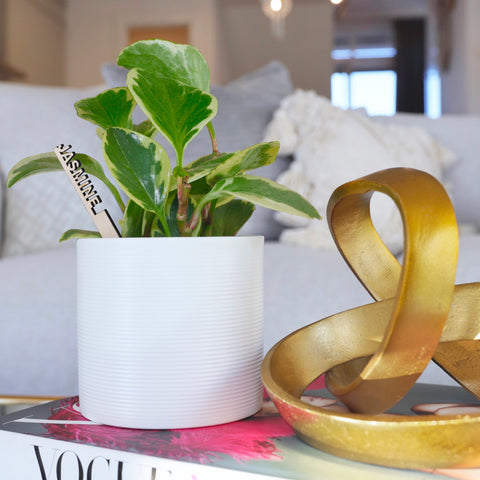 8 Ways Plants Make Your Life Better