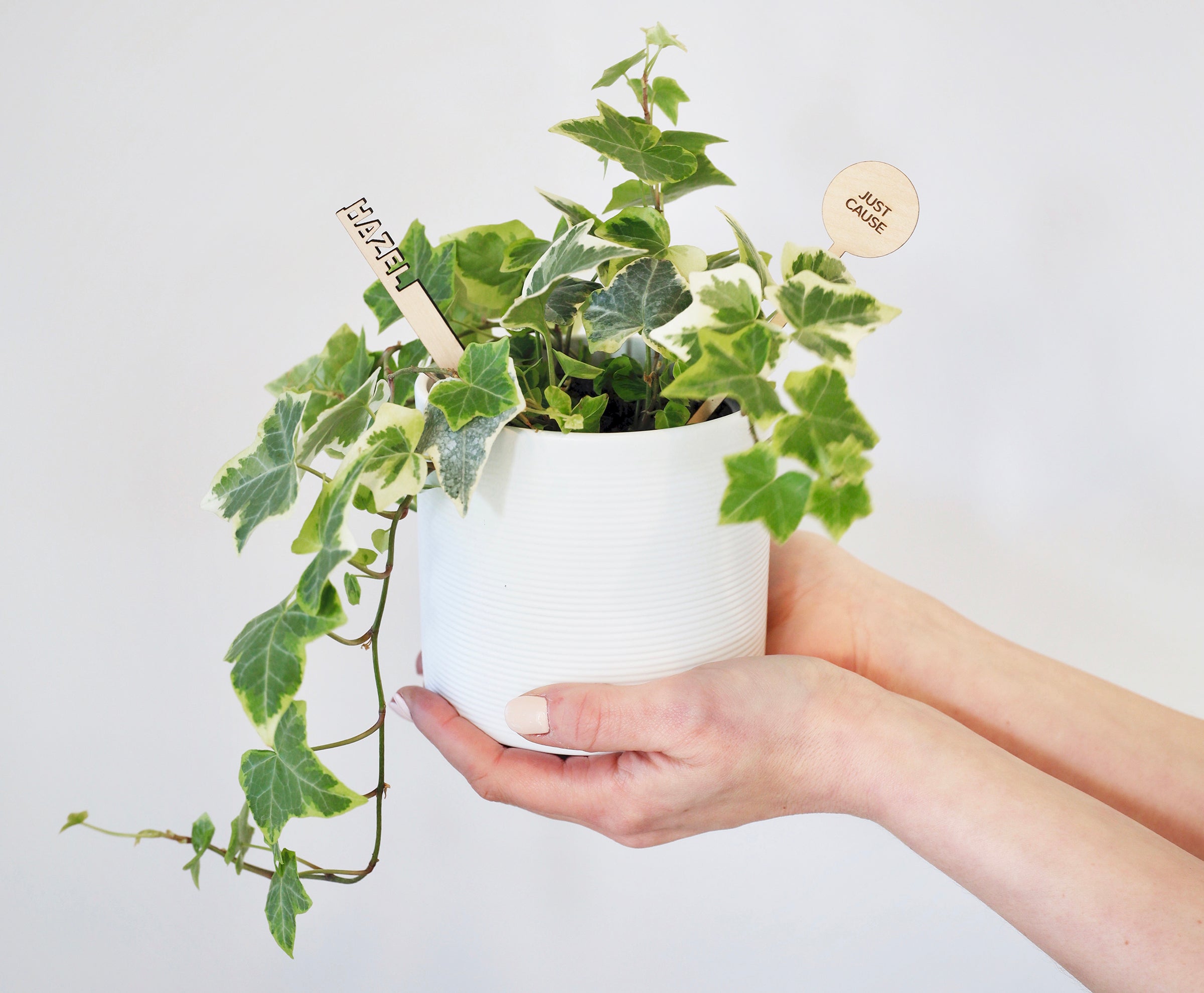Send Plantsies. Not Flowers.