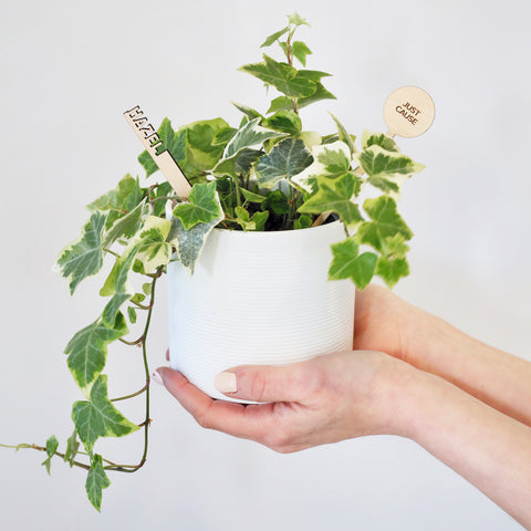 Send Plantsies. Not Flowers.
