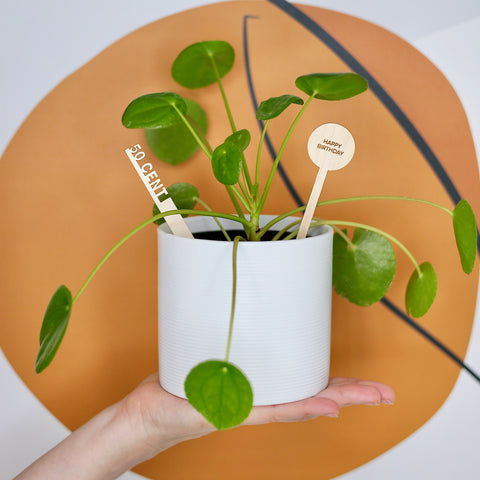 Why Plants Make the Best Gifts
