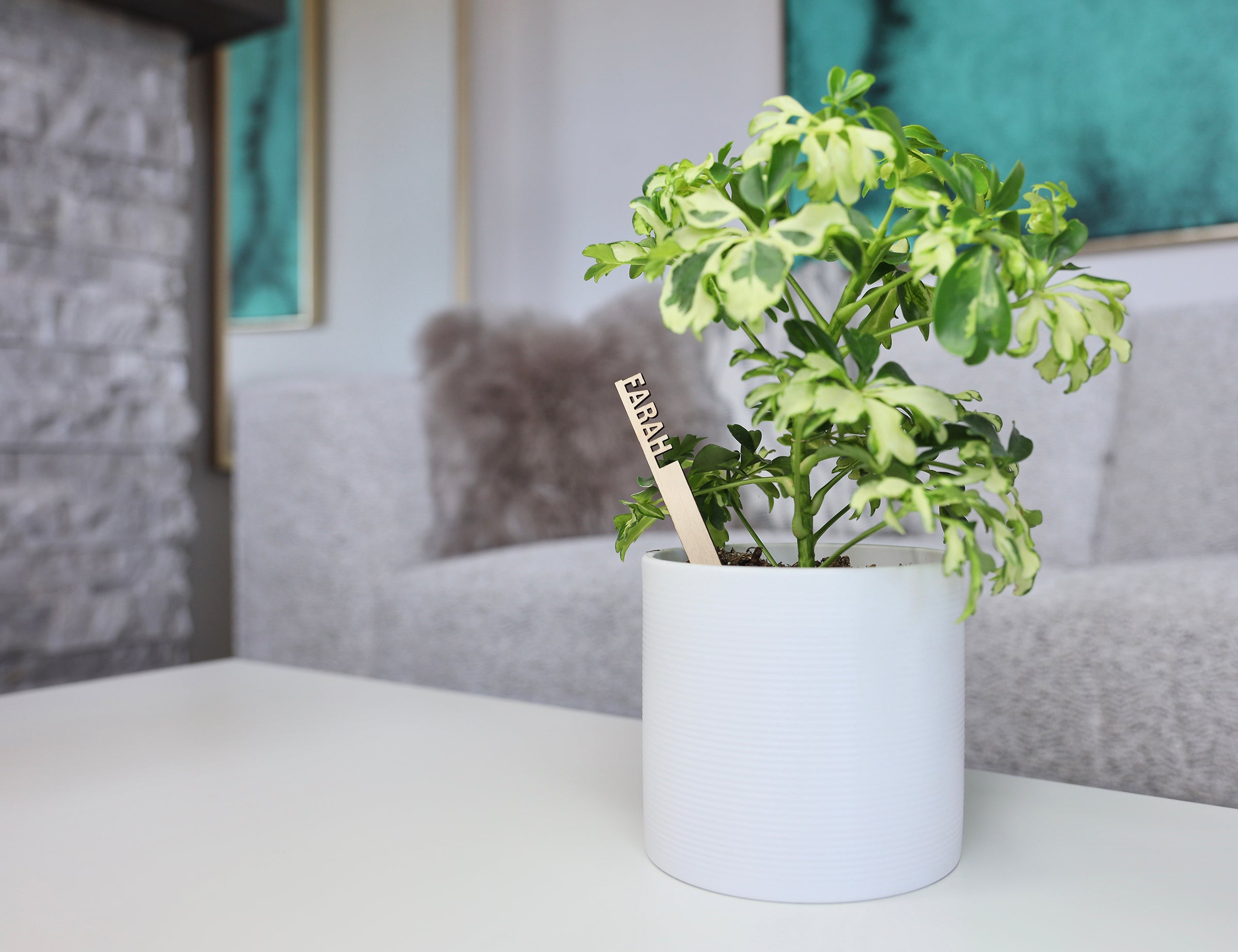 Plantsies: Your New Go-To Gift for Delivery in Calgary