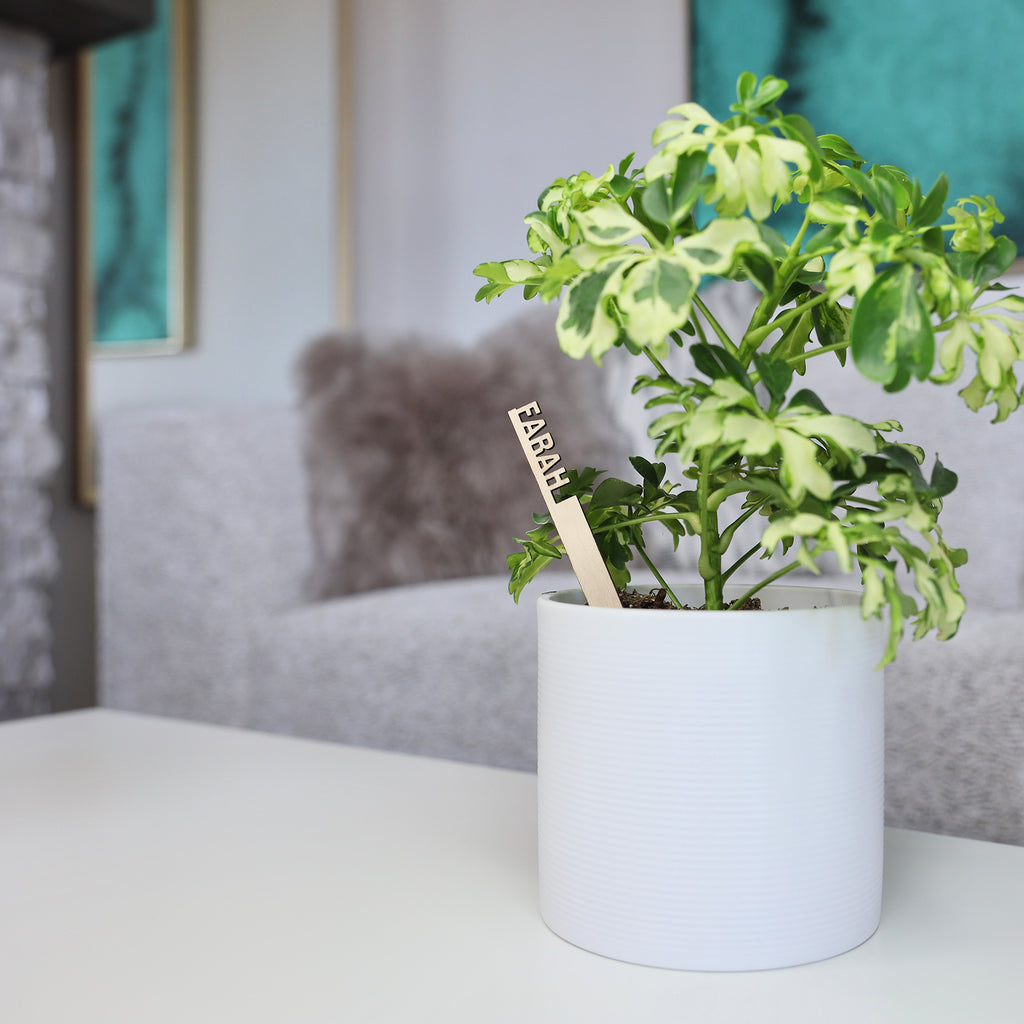 Plantsies: Your New Go-To Gift for Delivery in Calgary