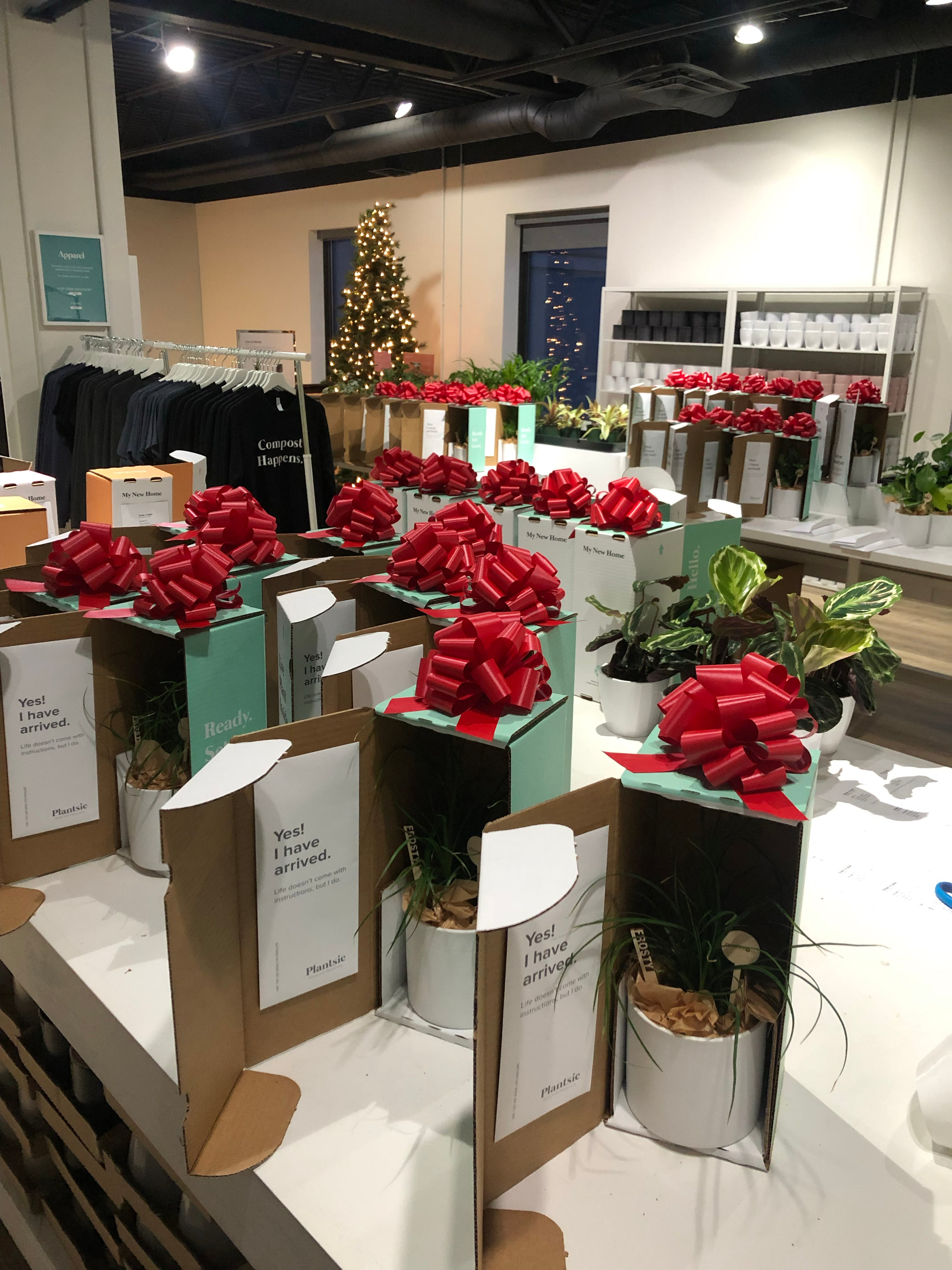 Why Plantsies Make the Best Corporate Holiday Gifts
