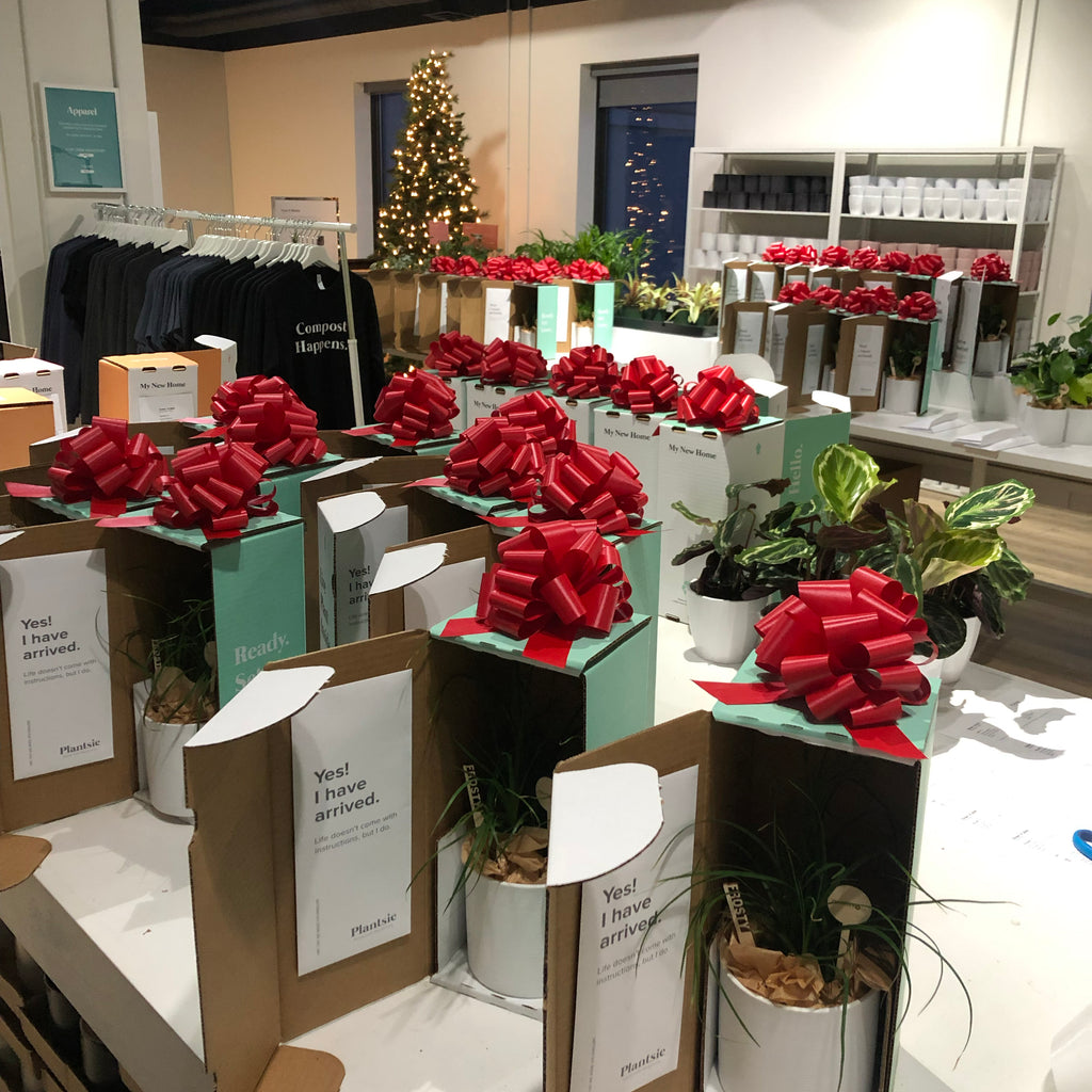 Why Plantsies Make the Best Corporate Holiday Gifts