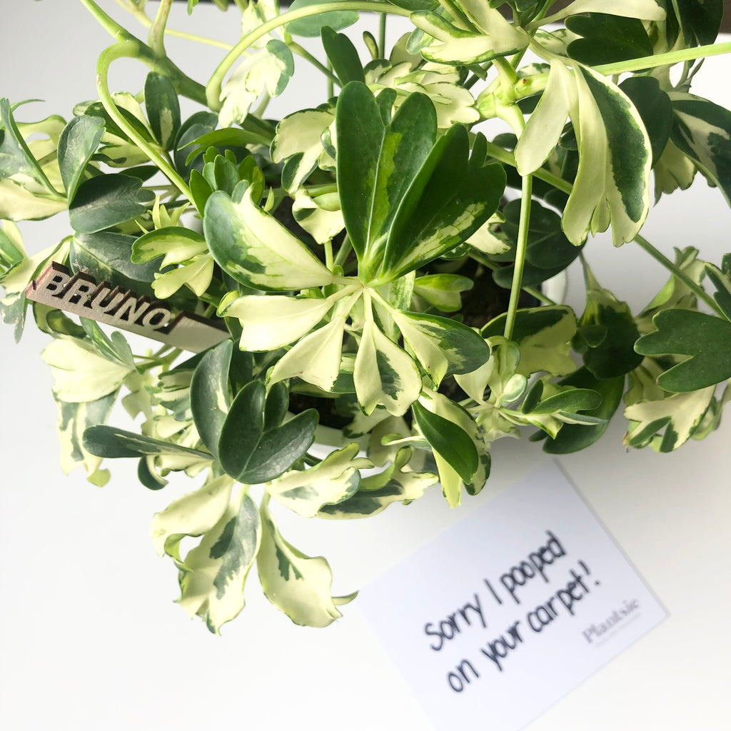 13 Reasons to Send a Plantsie That You Won’t Find on a Calendar