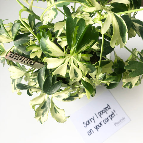 13 Reasons to Send a Plantsie That You Won’t Find on a Calendar