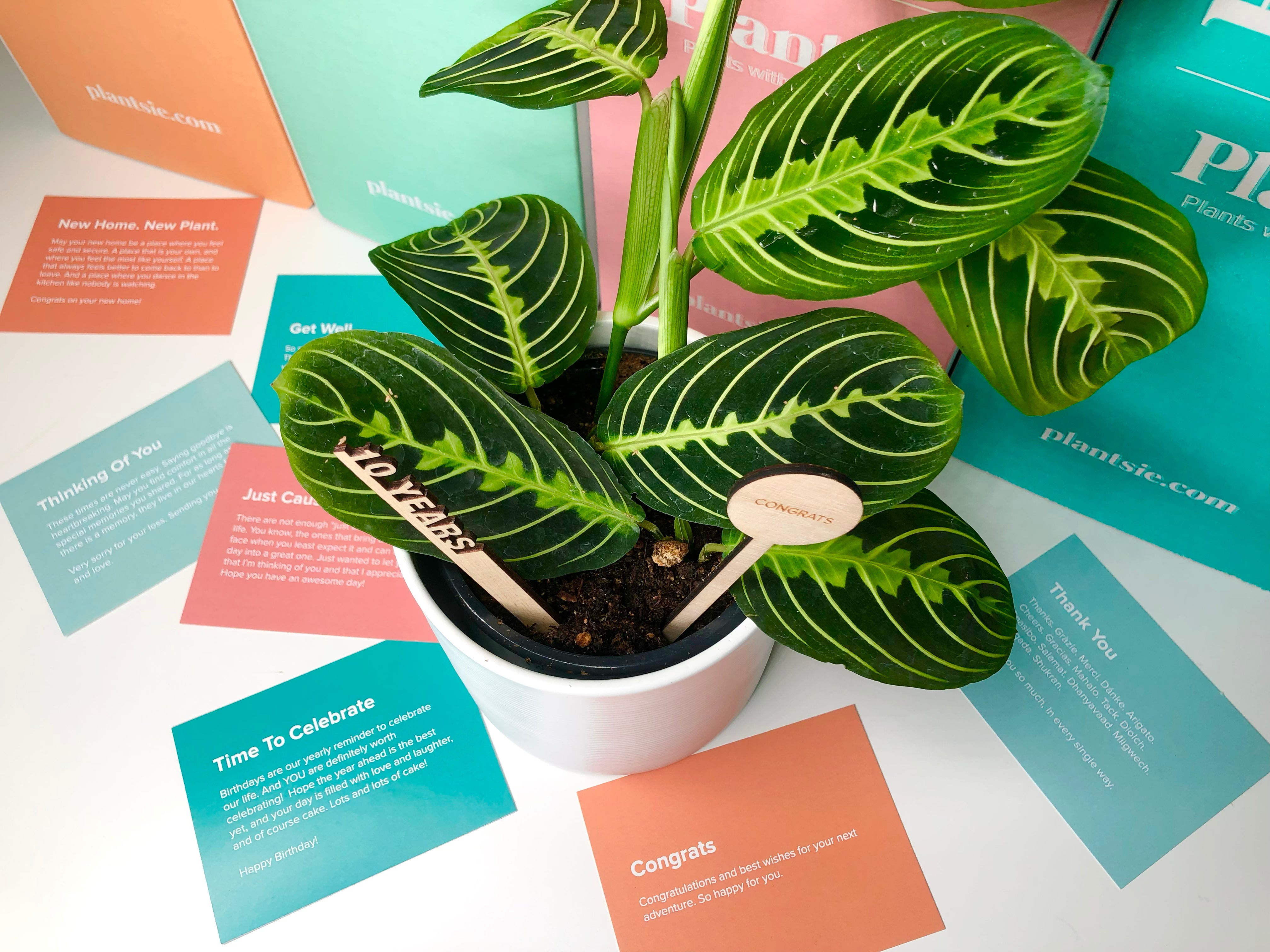Plantsie: The Ultimate Gift for Every Occasion