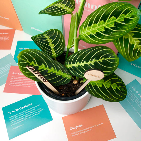 Plantsie: The Ultimate Gift for Every Occasion
