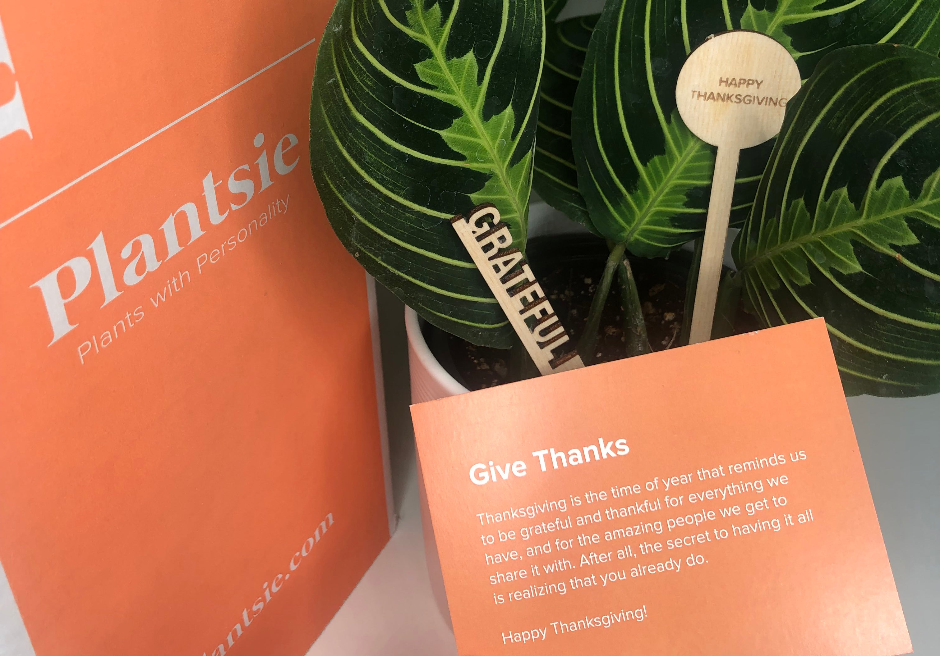 Give Thanks...and Plantsies