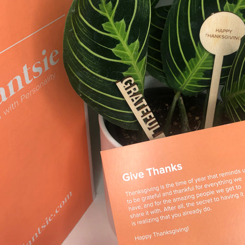 Give Thanks...and Plantsies