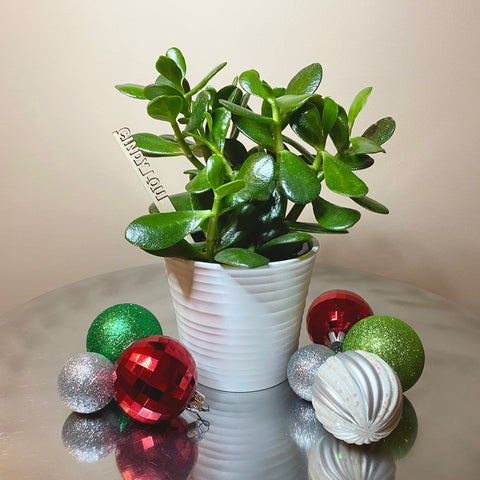 Plantsie's Holiday Gift Guide