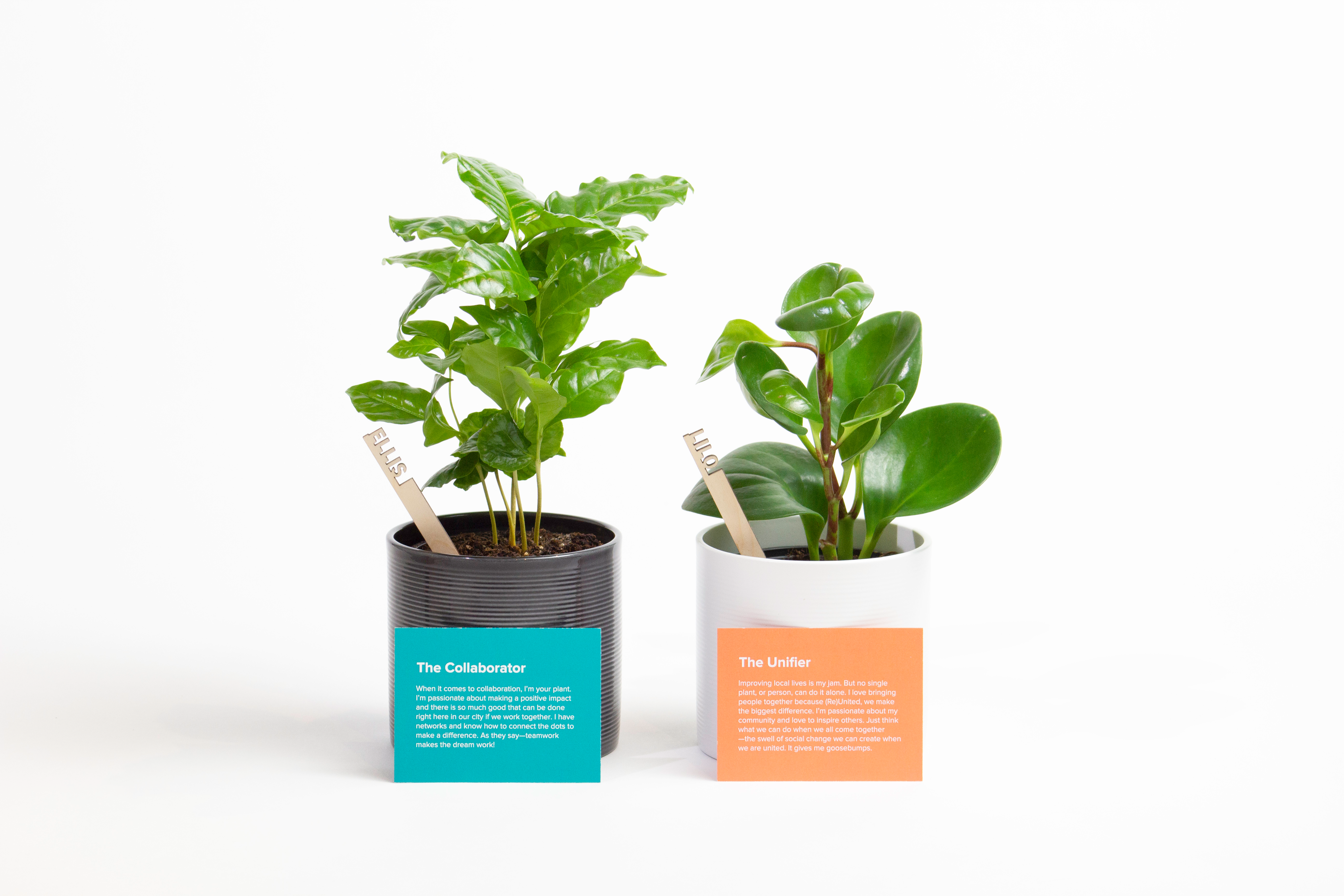 Plantsie Teams up with the United Way to Grow a Better Tomorrow
