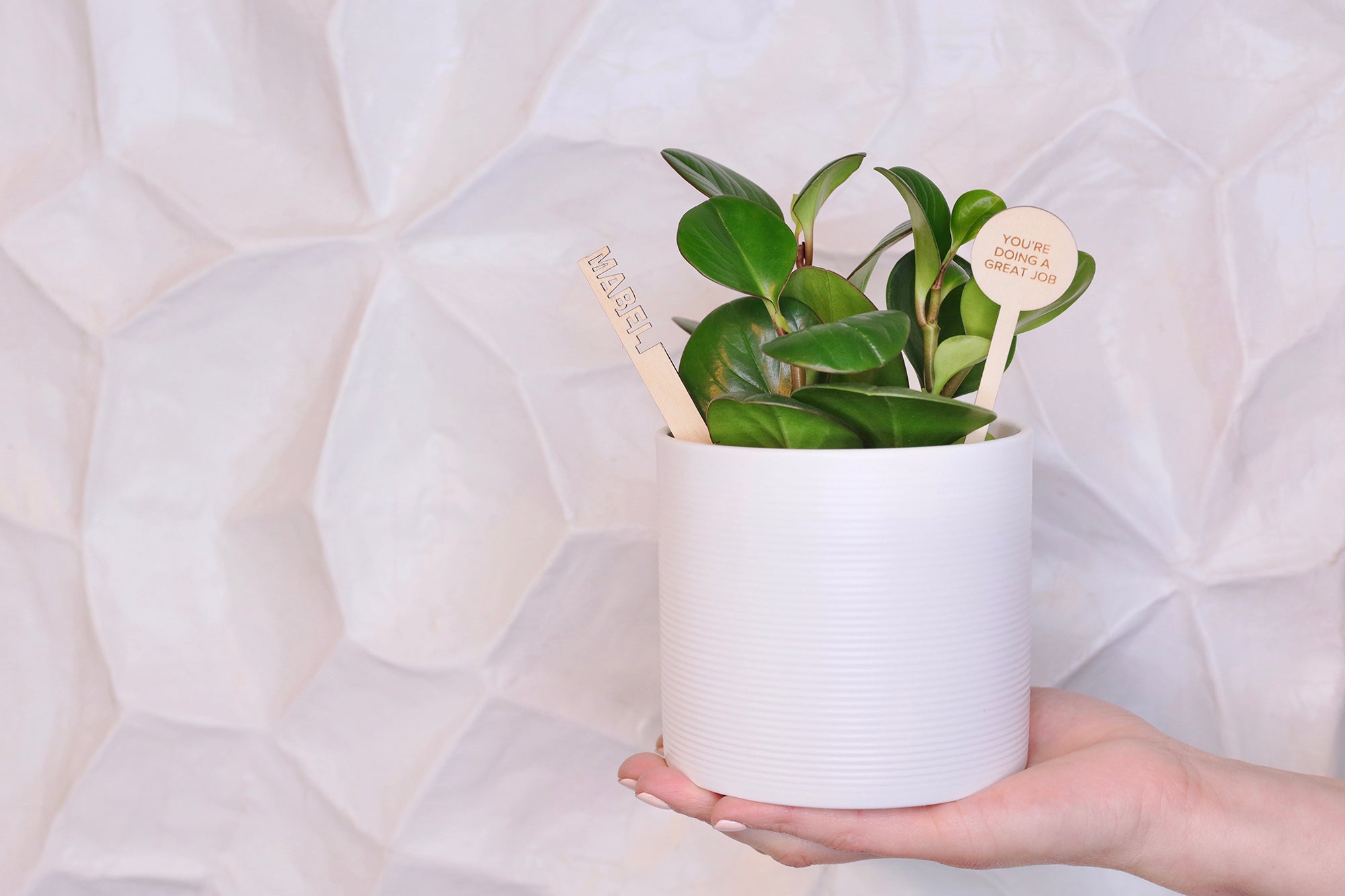 Plantsies: A Fresh Idea for Corporate Gifts