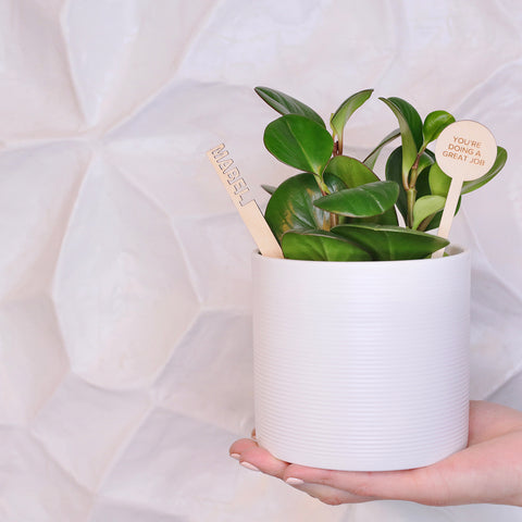 Plantsies: A Fresh Idea for Corporate Gifts